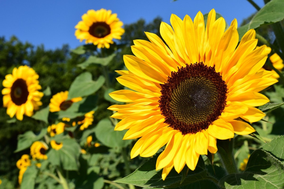 Les tournesols